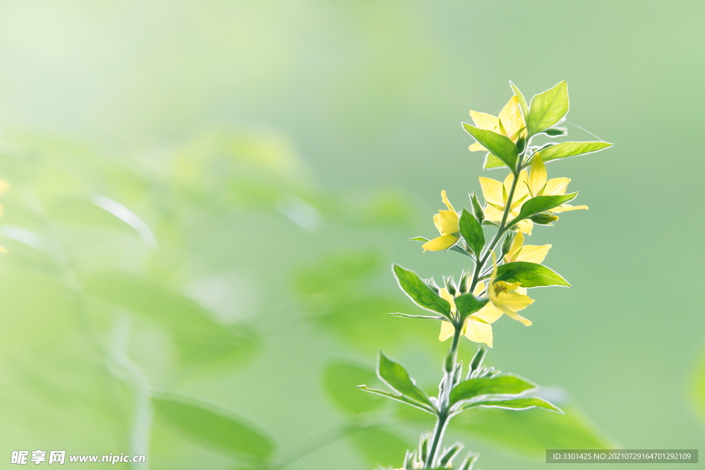 绿色植物 