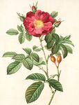 花插画