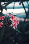 花朵