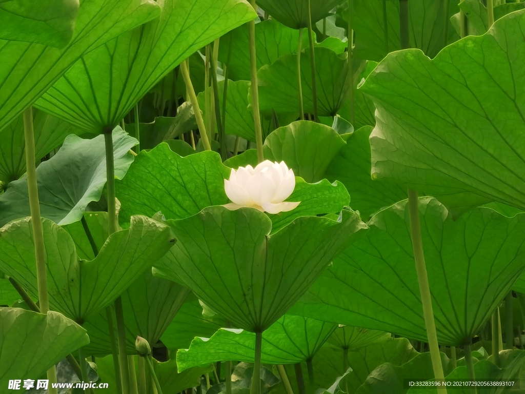 确实一朵白莲花