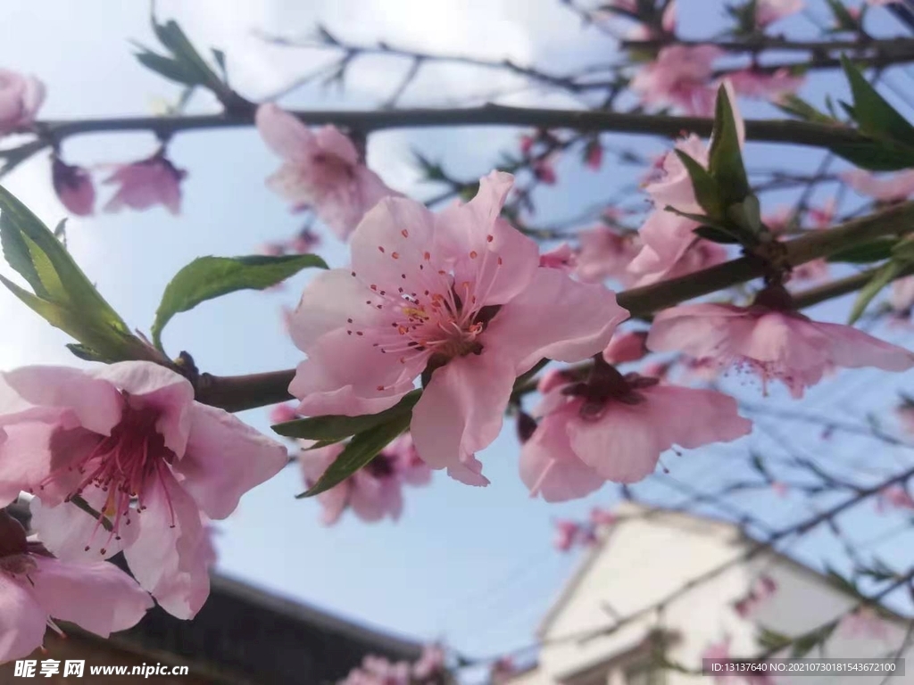 桃花