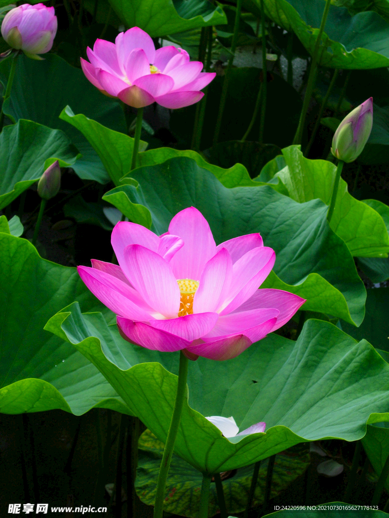 荷花