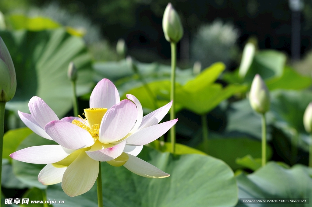 荷花