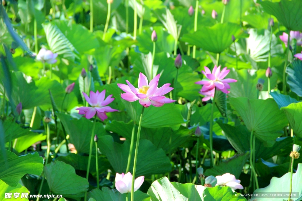 荷花