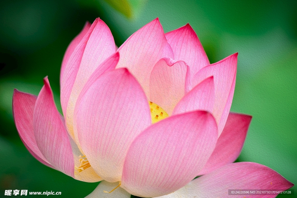 荷花