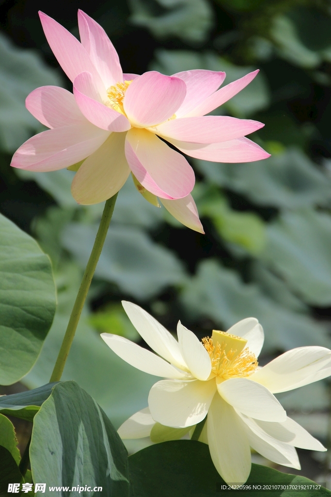 荷花