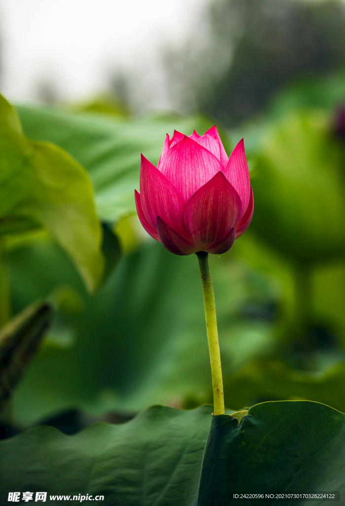 荷花