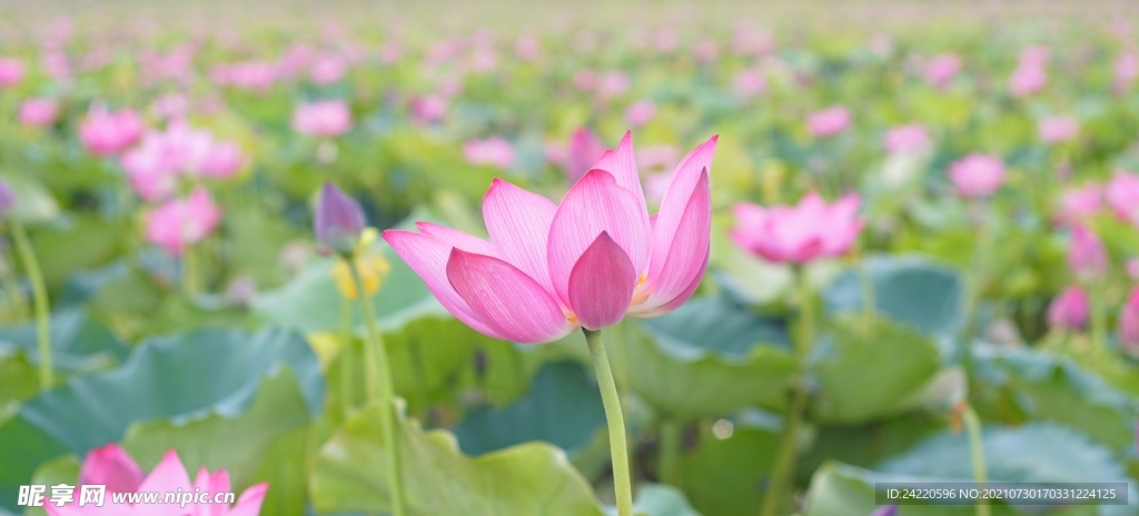 荷花