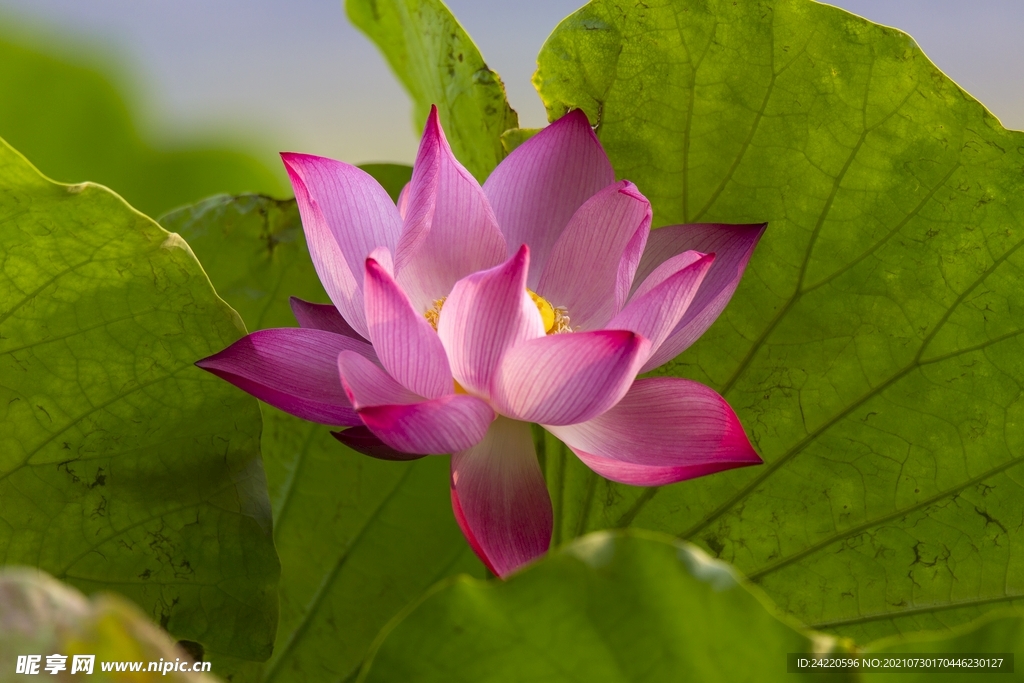 荷花