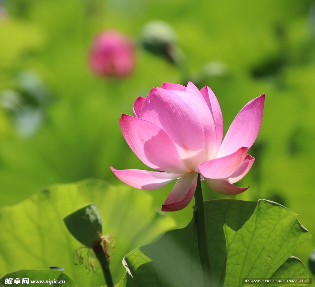 荷花