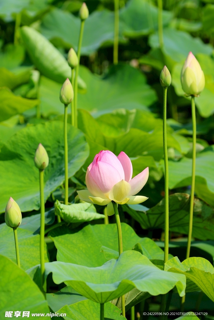 荷花