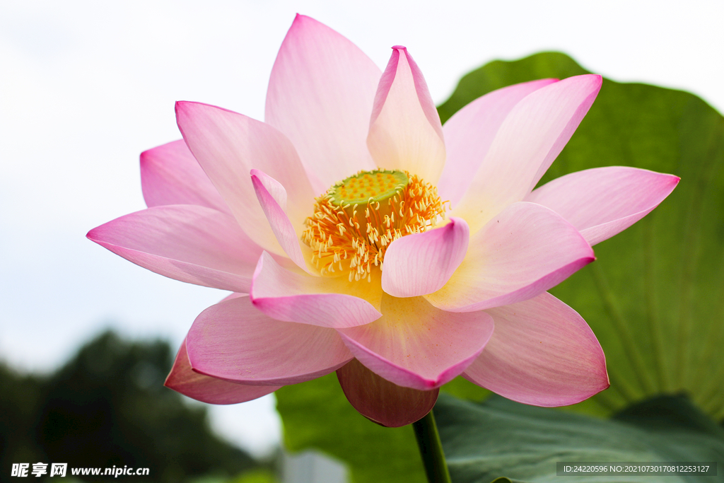 荷花