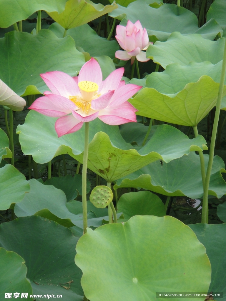 荷花