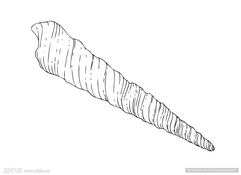 矢量手绘钉螺海螺