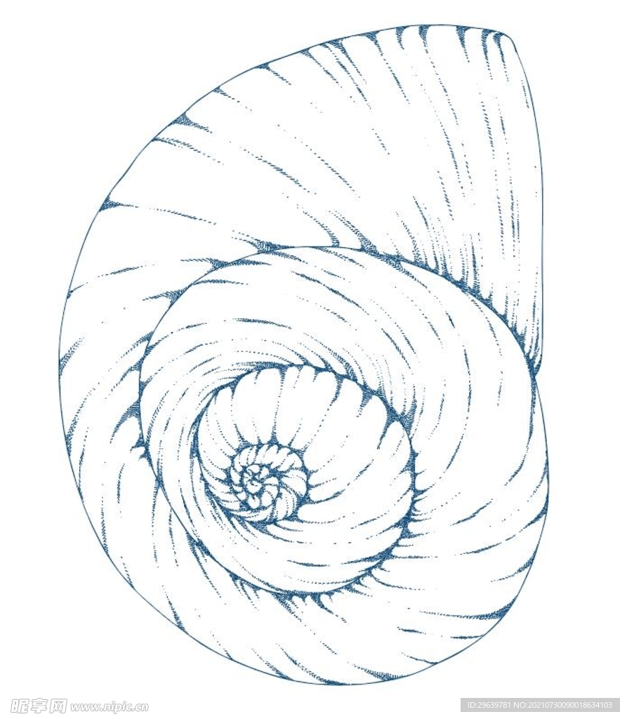 矢量手绘海螺