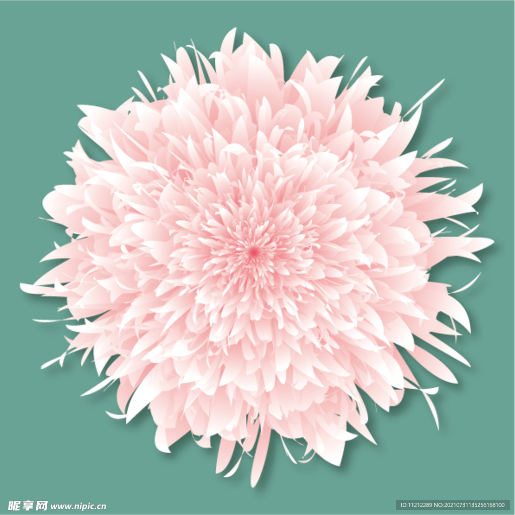 牡丹花