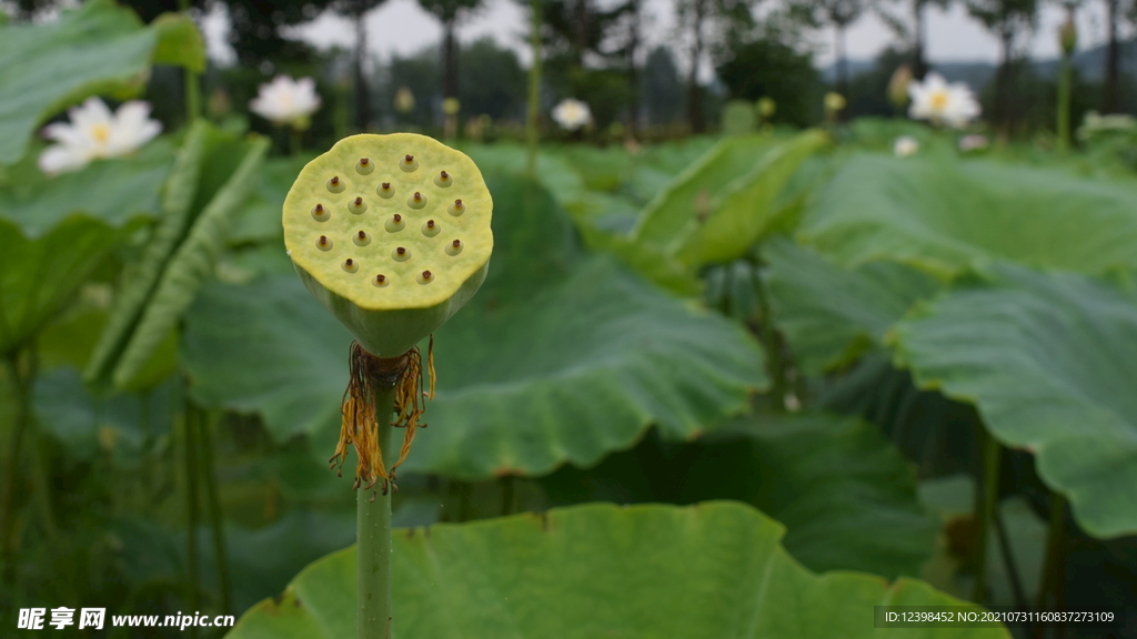 青翠的莲蓬