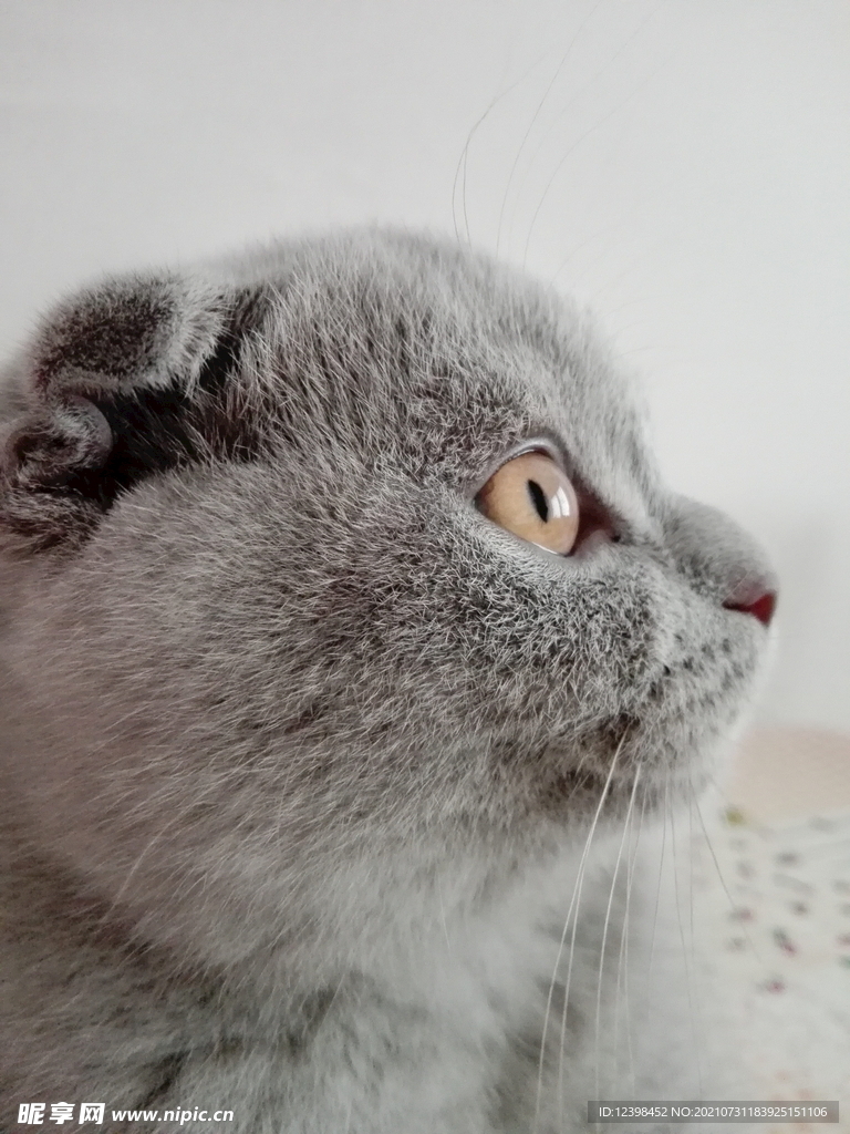 可爱的折耳猫
