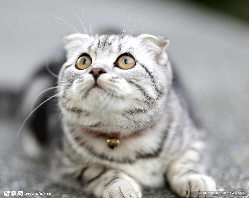 可爱的折耳猫