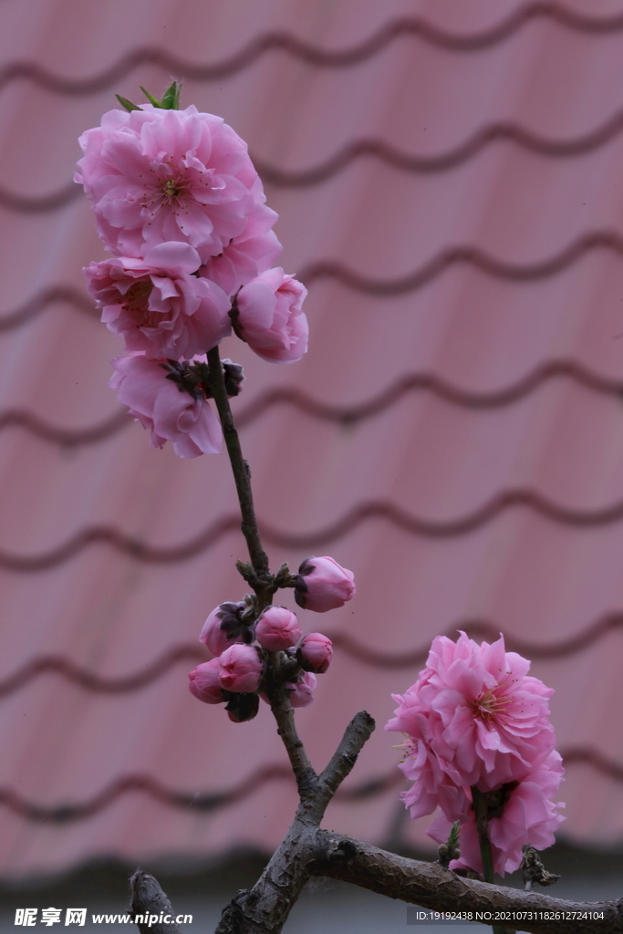 碧桃