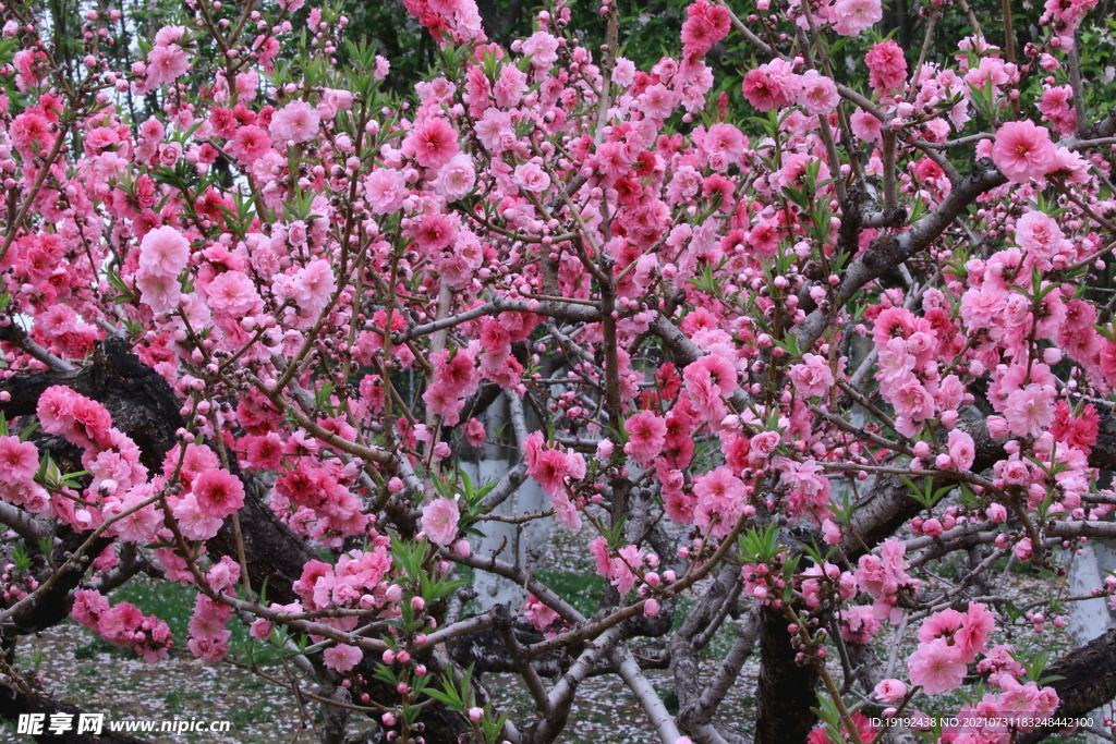 碧桃 