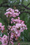 垂丝海棠花