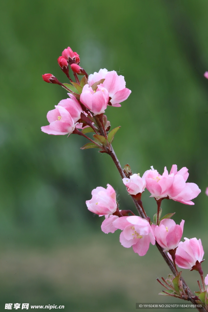 垂丝海棠花