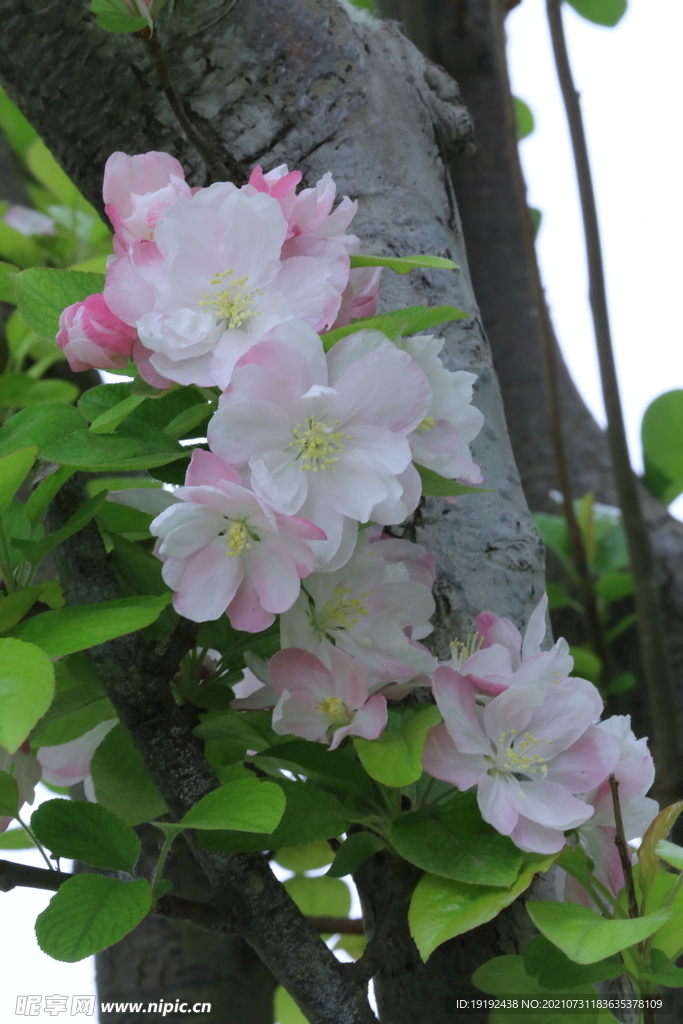 海棠花
