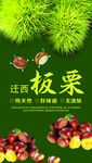 板栗