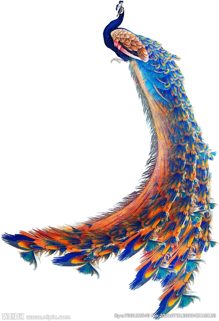 彩绘孔雀