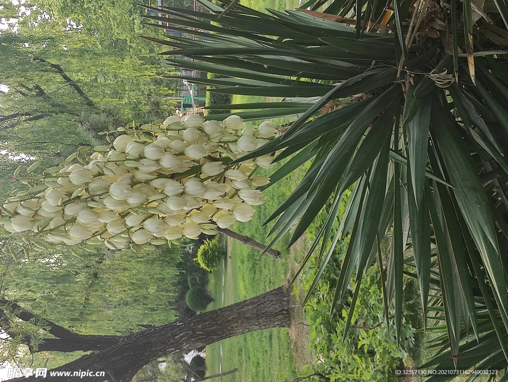 铁树开花