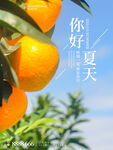 水果展板