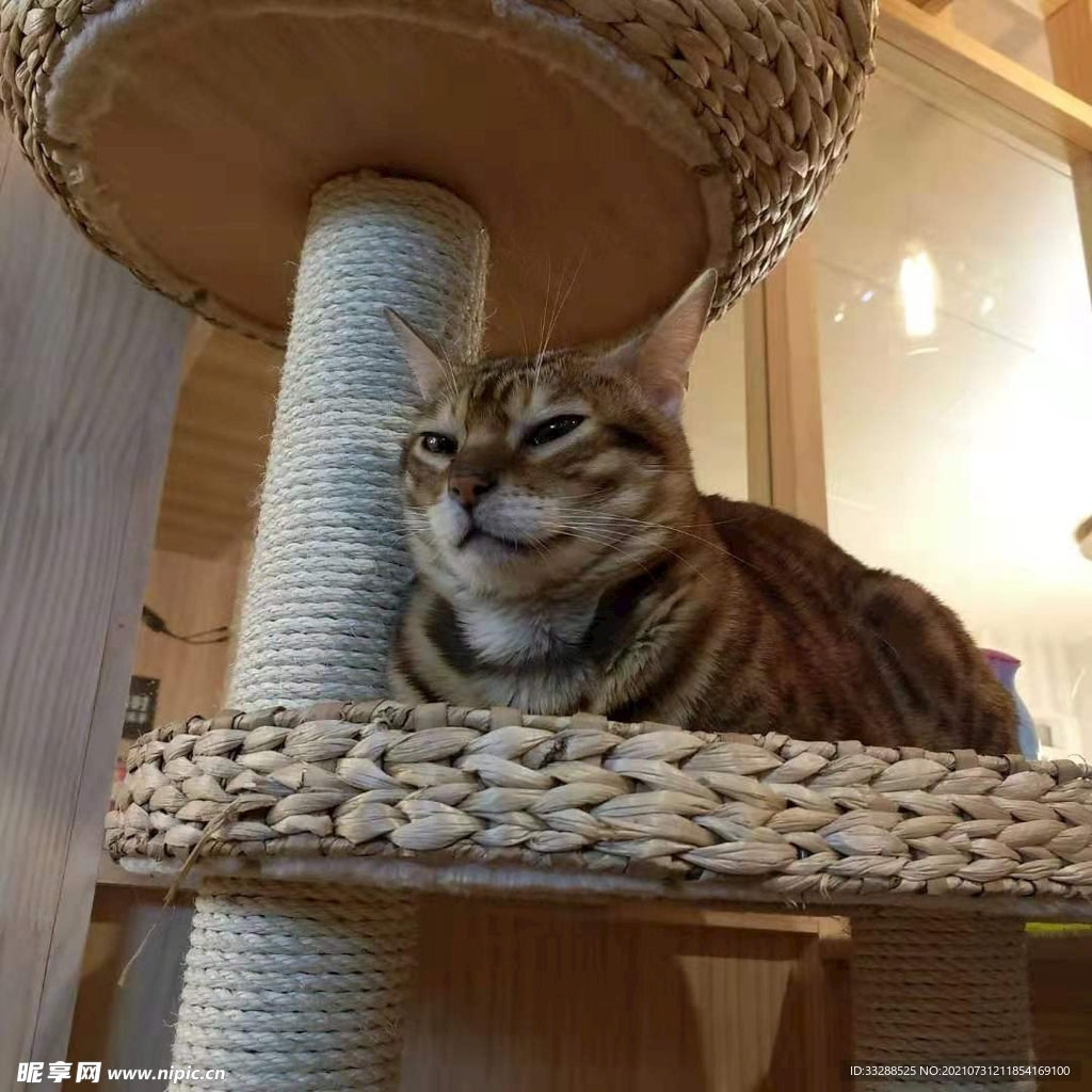 豹猫