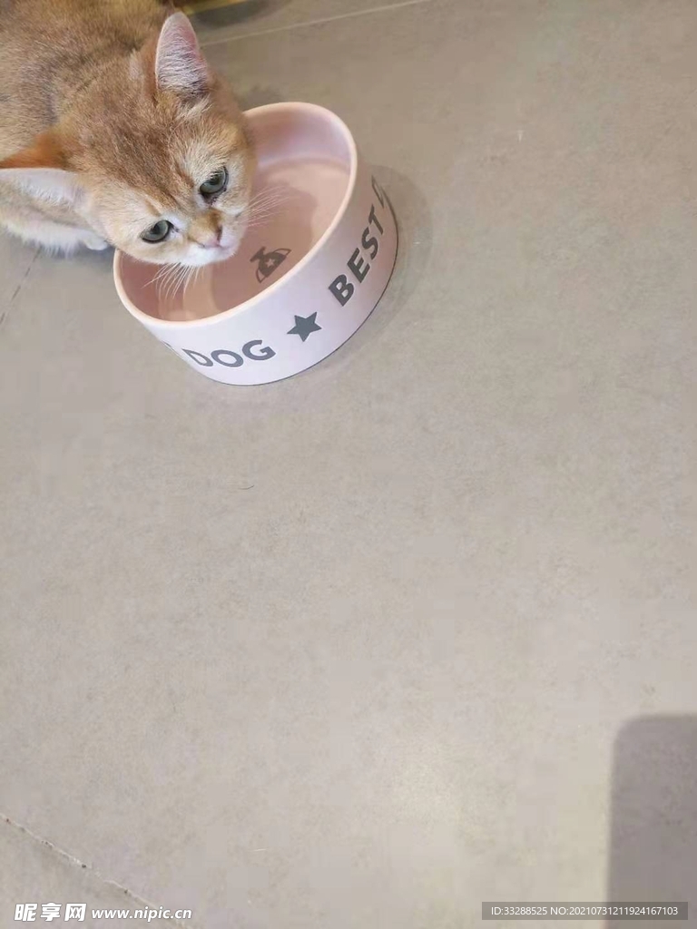 猫咪