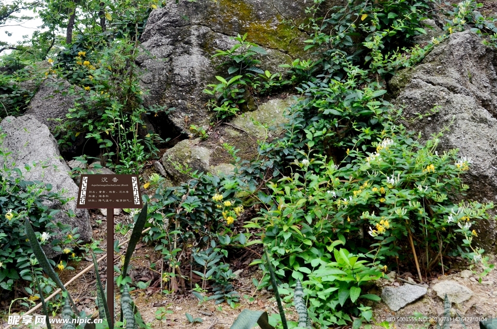 金银花虎尾兰石头山