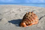 海滩边的海螺