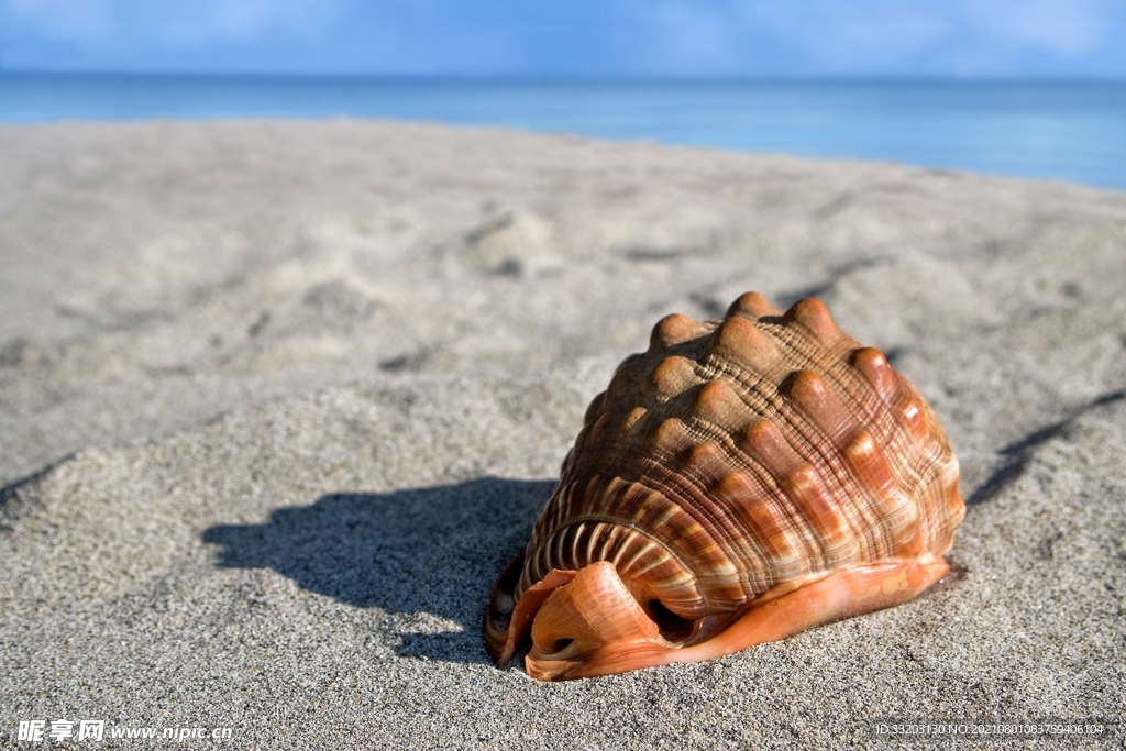 海滩边的海螺