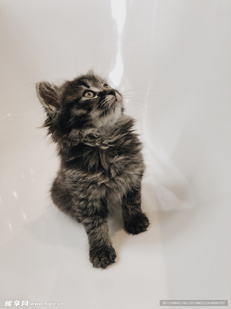 可爱的猫咪