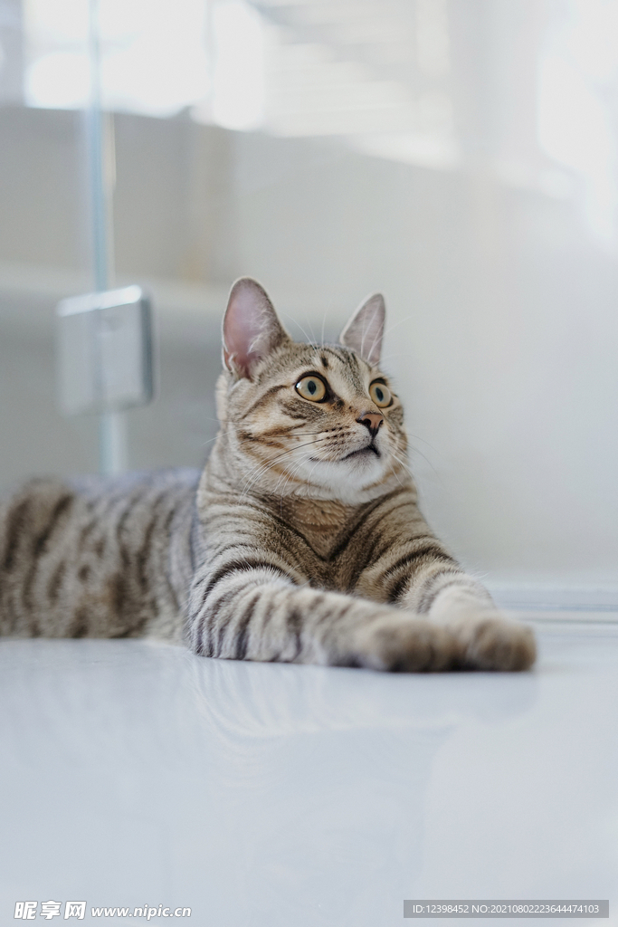 可爱的猫咪