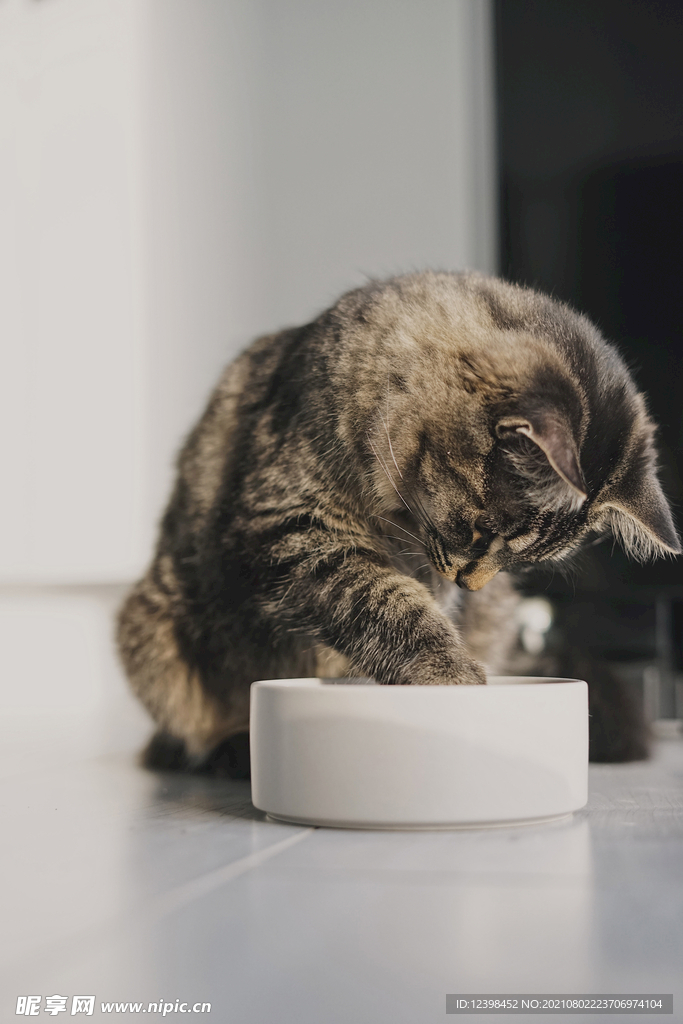可爱的猫咪