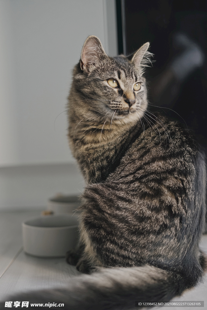 可爱的猫咪