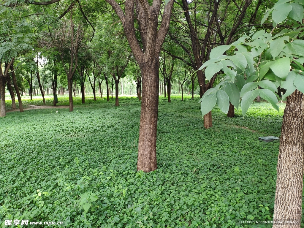 树林绿草地