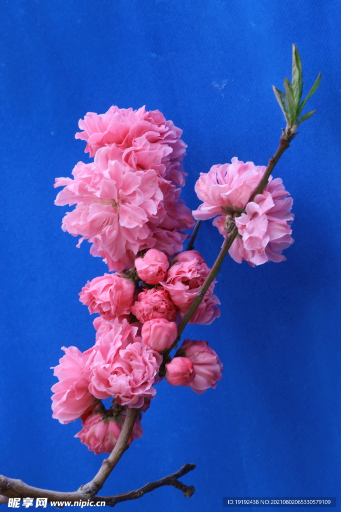  碧桃花儿 