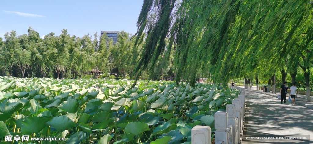 公园风景