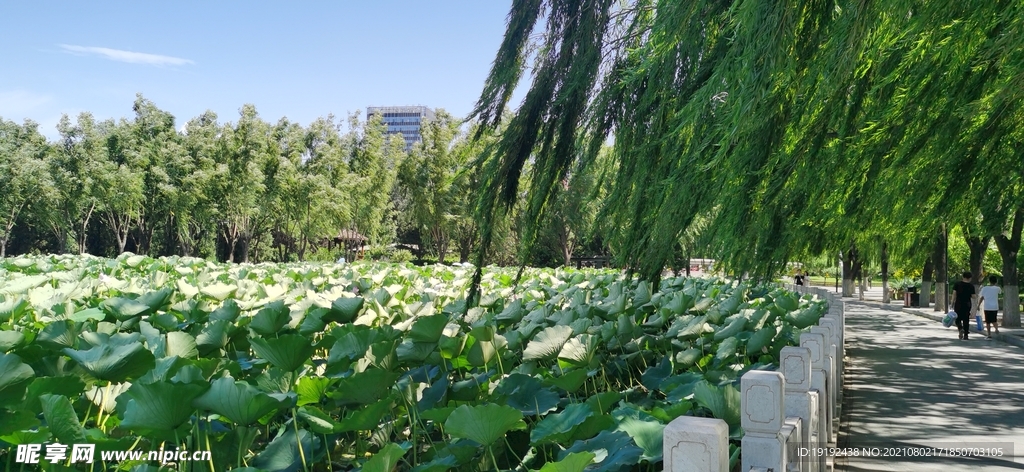 园林风景  