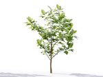 C4D模型 植物树木柠檬树
