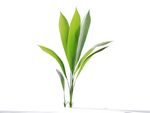C4D模型 植物树木仙茅