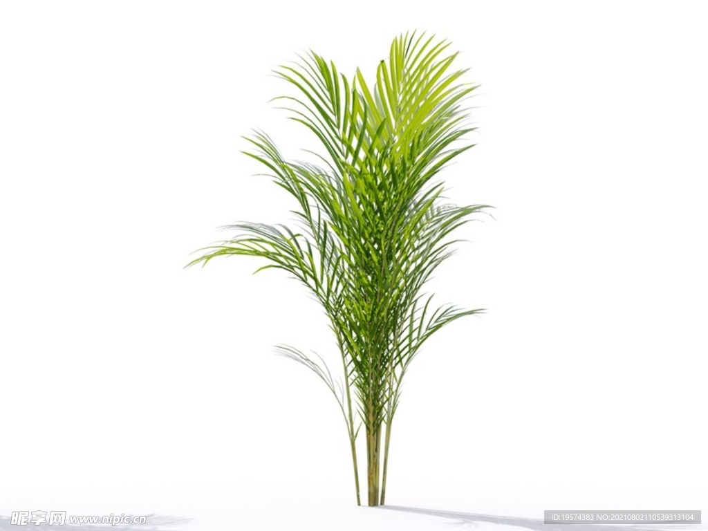 C4D模型 植物树木黄芪草