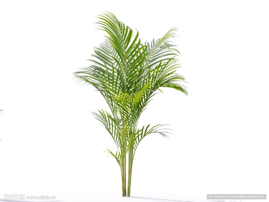 C4D模型 植物树木黄芪草