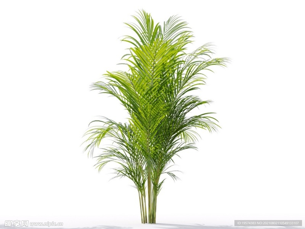 C4D模型 植物树木黄芪草